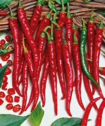 cayenne long slim